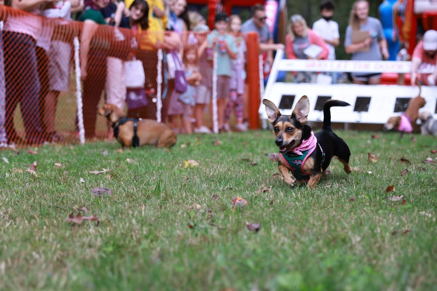 Doxie Derby & Family Festival